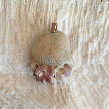 Load image into Gallery viewer, br011 - Pink Barnacle