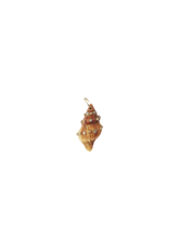 Load image into Gallery viewer, Brown Spiral Shell
