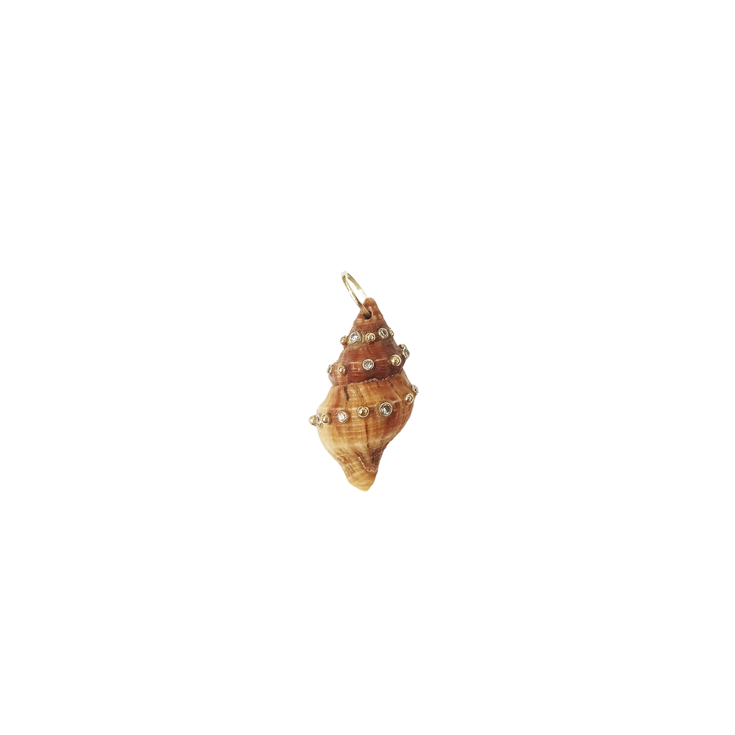 Brown Spiral Shell