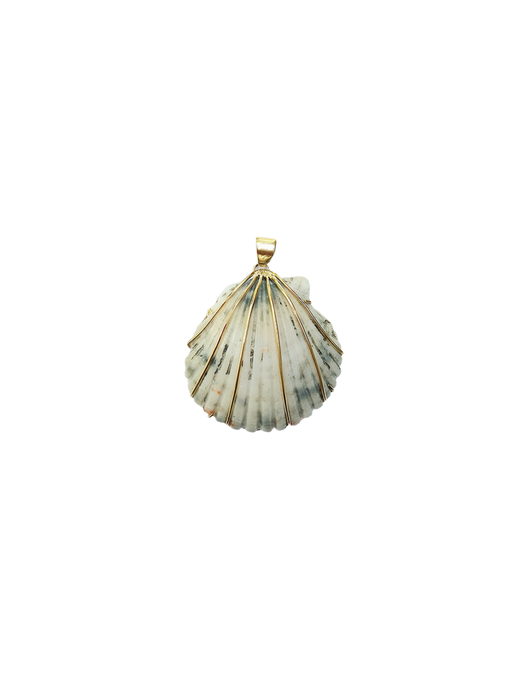 Grey Scallop Shell