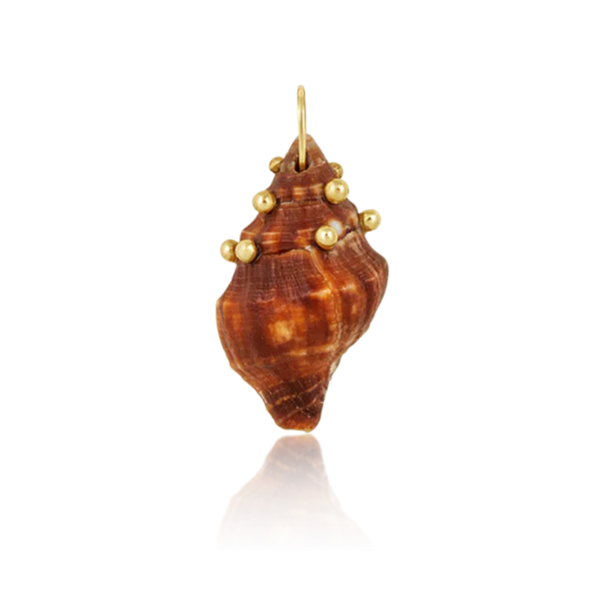 Brown Spiral Shell