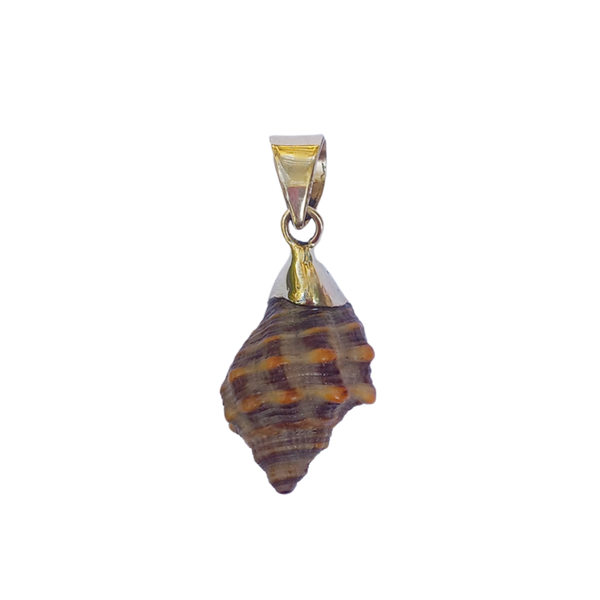 Br407- Brown Spiral Shell