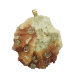 br240- Knobby Shell – CCWW Designs